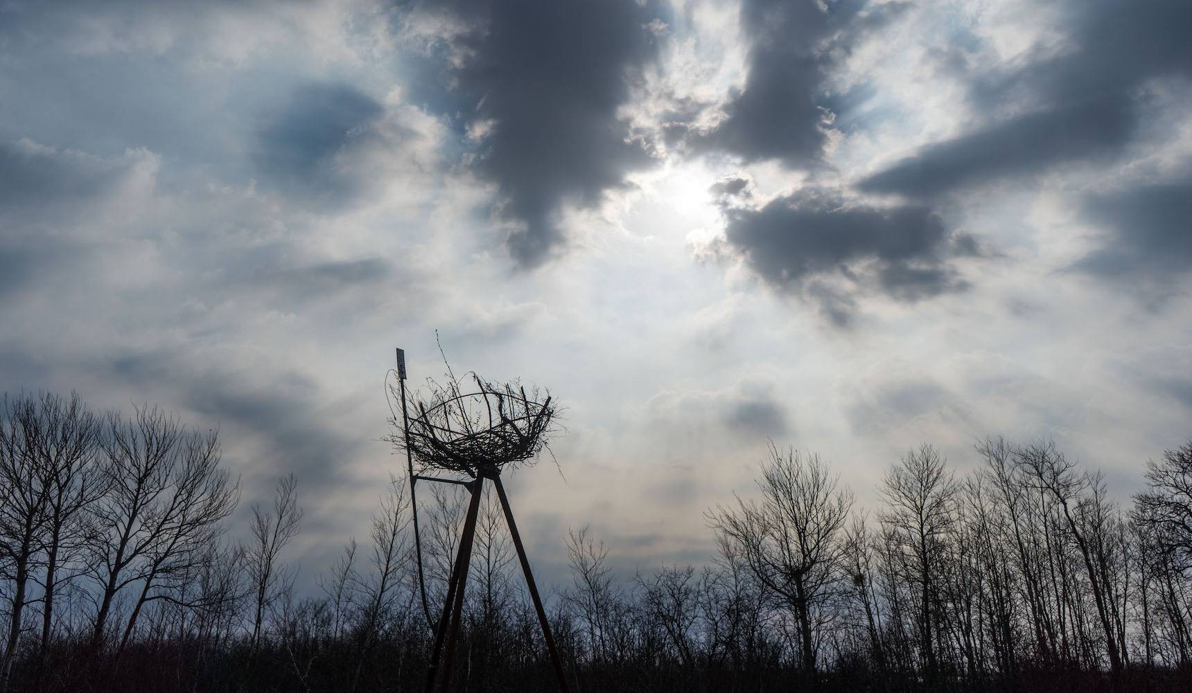 Аисты под присмотром