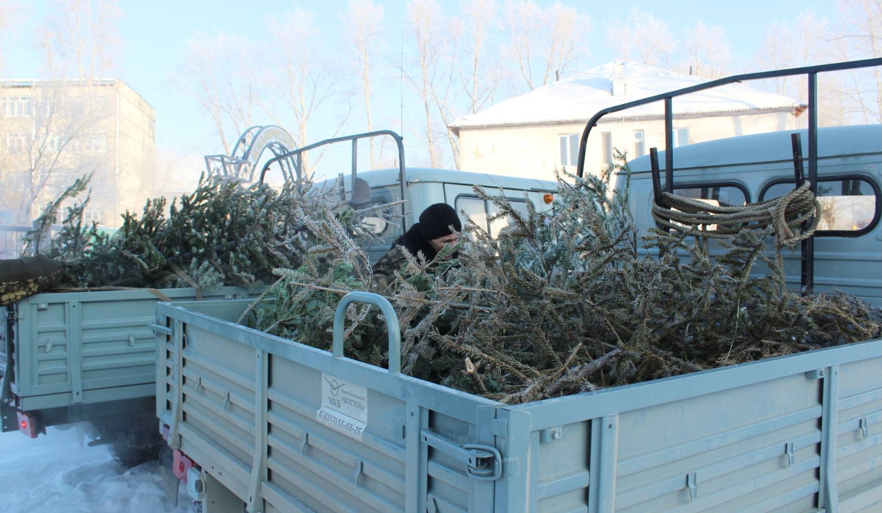 Новогодним елям дали вторую жизнь