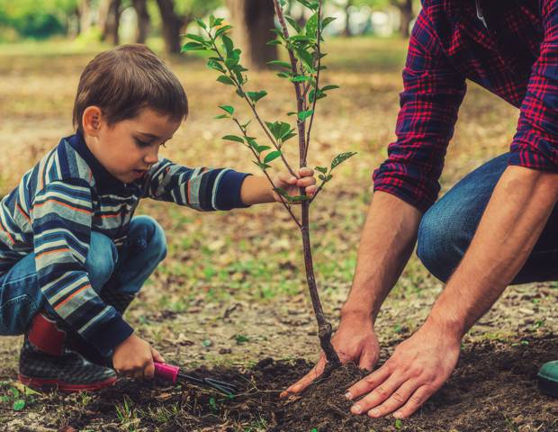 Онлайн-акция #СадПамятиДома