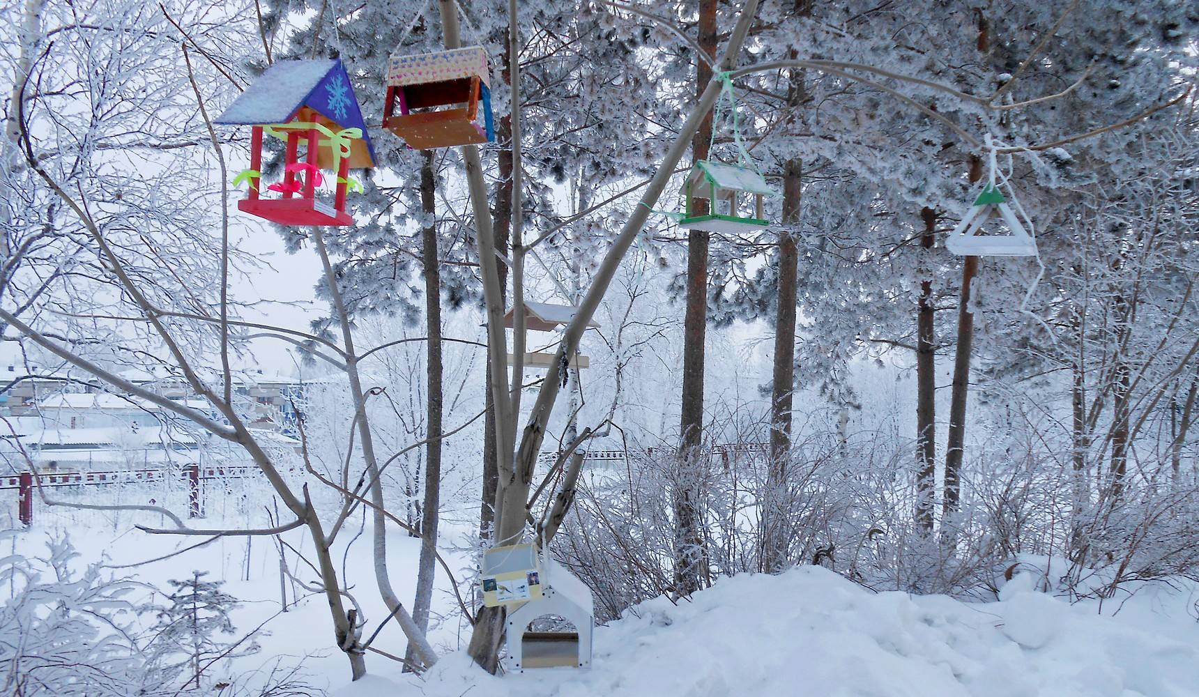 25 птичьих «столовых» открыли амурчане