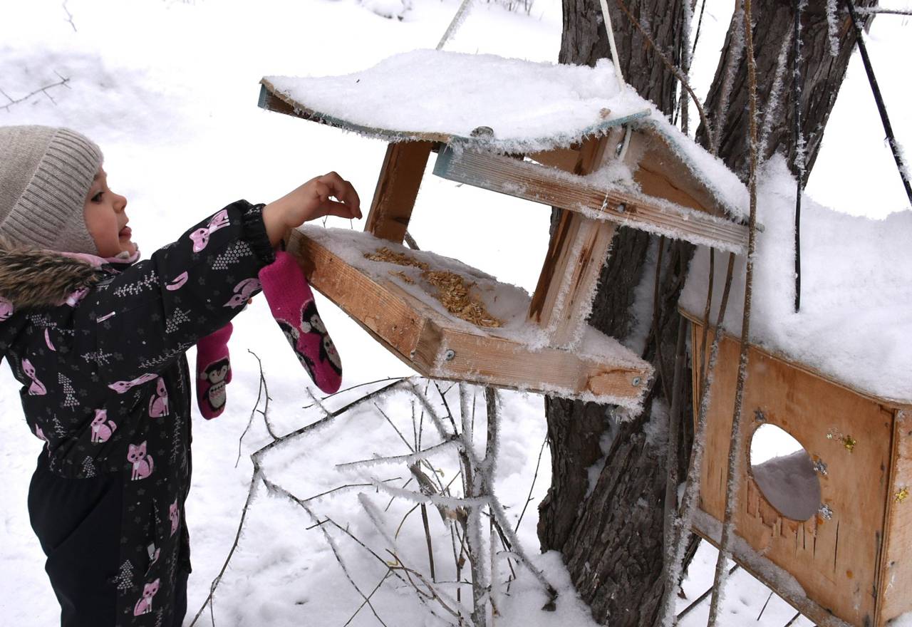 Кто обедает в птичьей столовой?
