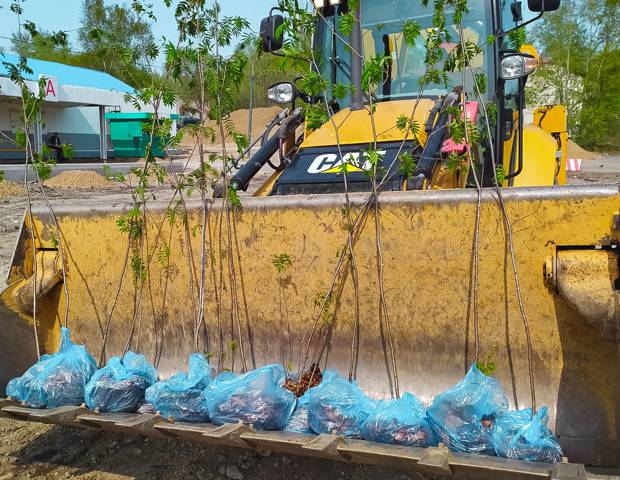 Молодые рябины украсили Амурск